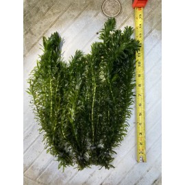 Anacharis Elodea- Beautiful Freshwater Live Plant Bundle, Lot Of 5 bunches.