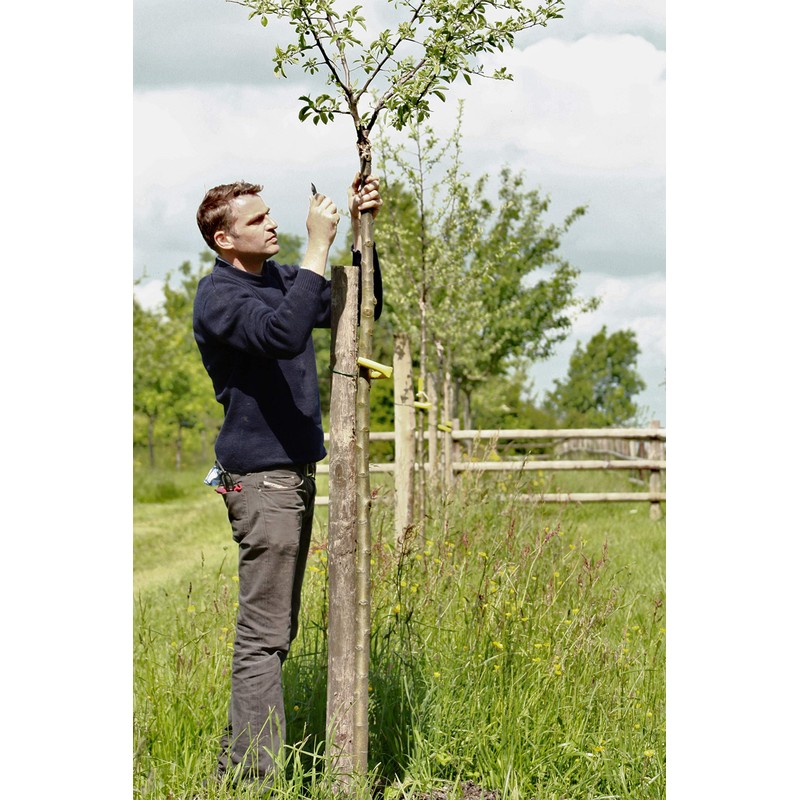 Le Pomee Aigle Dousse (Repolmier for Cooking and Drinking) Apple