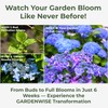 GARDENWISE Slow Release Hydrangea Fertilizer with Iron & Sulfur –