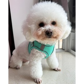 Solmoony Dog Harness for Small Medium Large Dogs No Pull, Puppy Harness and Leash Set, Puppy Harness for Small Dogs, Step in Harness for Small Dogs, Small Dog Harness, mesh Dog Harness. (Green, XXS)