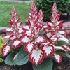 100+ Hosta Seeds for Planting Outdoors, Rare Perennial Flower Seeds,