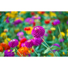 Cut and Come Back Zinnia Seeds for Planting - 250+ Seeds - Vibrant Colors Come Back All Season