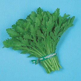 Chrysanthemum Greens Seeds - Garland Round Leaf - 4 Oz ~33600 Seeds - Non-GMO, Heirloom - Asian Edible Flower & Microgreens