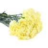 Cut Flowers - 200 stems Carnations - Fresh Flowers (Yellow)