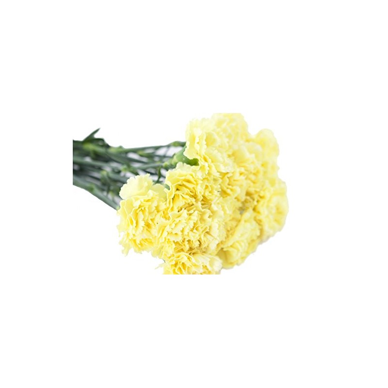 Cut Flowers - 200 stems Carnations - Fresh Flowers (Yellow)