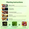 Outsidepride Danova Grower Mix Common Primrose Seeds - 50 Pcs