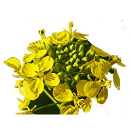 NIKA SEEDS - Vegetable White Mustard 25 Days - 500 Seeds