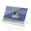Classic Rectangle Magnet with Stand - Lesser Black Backed Gull