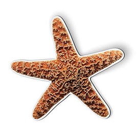 Starfish Realistic Pretty Ocean Beach Vacation Coastal - 5.5" Magnet for Car Locker Refrigerator