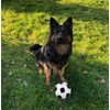 TISCO Lambskin Ball for Dogs, 16 cm Large Ball, Outdoor