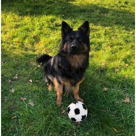 TISCO Lambskin Ball for Dogs, 16 cm Large Ball, Outdoor and Indoor, Dog Toy