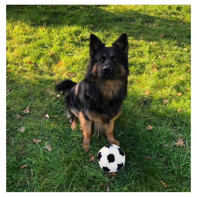 TISCO Lambskin Ball for Dogs, 16 cm Large Ball, Outdoor