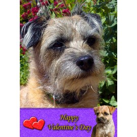 Border Terrier Dog Valentines Day Card