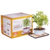 Brussel's Live Hawaiian Umbrella Indoor Bonsai Tree Kit - 3