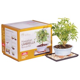 Brussel's Live Hawaiian Umbrella Indoor Bonsai Tree Kit - 3 Years, 8 to 10 in - Live Bonsai in Ceramic Bonsai Pot