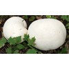 RAISE ME UP: Giant Puffball Mushrooms Spores Non GMO Heirloom