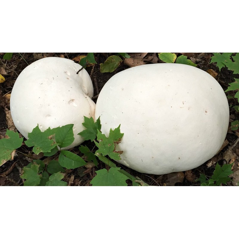 RAISE ME UP: Giant Puffball Mushrooms Spores Non GMO Heirloom