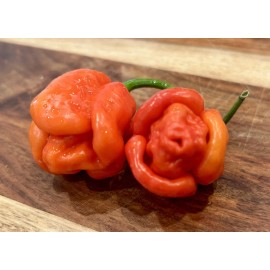 Home-Growth Extremely hot Trinidad Moruga Scorpion Chili Pepper - 20 seeds - USA