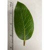 Fresh Twenty, Fresh Pick Organic Bay Leaves Leaf, Laurus Herb