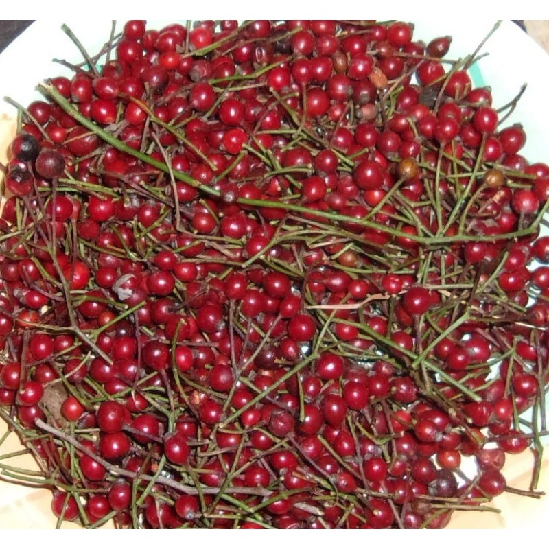 Cherokee Rose - 10 seed hips - Rosa laevigata