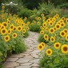 Sunflower Seeds ‘Alto Giallo’ – Tall Bright Yellow Flowers –