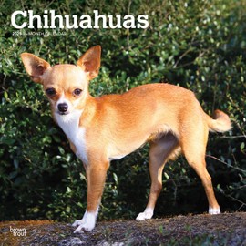 Chihuahuas | 2025 12 x 24 Inch Monthly Square Wall Calendar | BrownTrout | Animals Small Dog Breeds Puppies