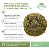 50 White Mulberry Tea Mulberry Leaf Herbal Tea (Morus alba)