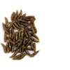 blntackle76 Behr Art Maggots Set of 2 Packs (80 in