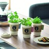 Seishin Pottery GD-98502 All Year Round Home Garden Easy Cultivation