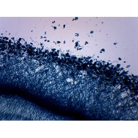 EISCO 10PK Fungi Molds, 3 Types - Wholemount - Prepared Microscope Slides - Classroom Pack, 10 Slides in Storage Case - Biology & Microscopy