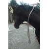 Cotton Neck Ring Horse Riding Brown / Natural Size Full