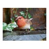 Homes on Trend Garden Robin Bird Ornament Statue Decorative Birds