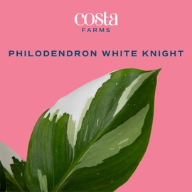 Costa Farms Philodendron White Knight, Rare Unique Live Indoor Plant in 6-Inch Self-Watering Houseplant Pot, Potting Soil, Trending Tropicals Collection, Room and Home Decor