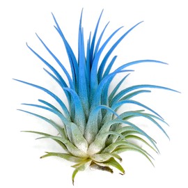 Ionantha Guatemala Tillandsia Air Plant, Guatemala Tillandsia Live Airplant, Healthy Arrival Guaranteed, Great Indoor Plant, Home Decor & Gift (Sky Blue)