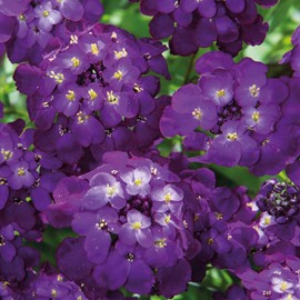 Mixed Candytuft Seeds for Planting - 2000+ Non-GMO & Heirloom Candytuft Seeds Beautiful Flower Seed Attracts Pollinators