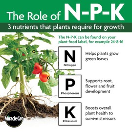 Miracle-Gro Indoor Plant Food Spikes, Includes 24 Spikes - Continuous Feeding for all Flowering and Foliage Houseplants - NPK 6-12-6