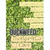 Duckweed - Naturally Grown Aquatic Plants - Aquarium - Bird