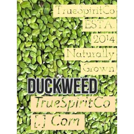 Duckweed - Naturally Grown Aquatic Plants - Aquarium - Bird Feed