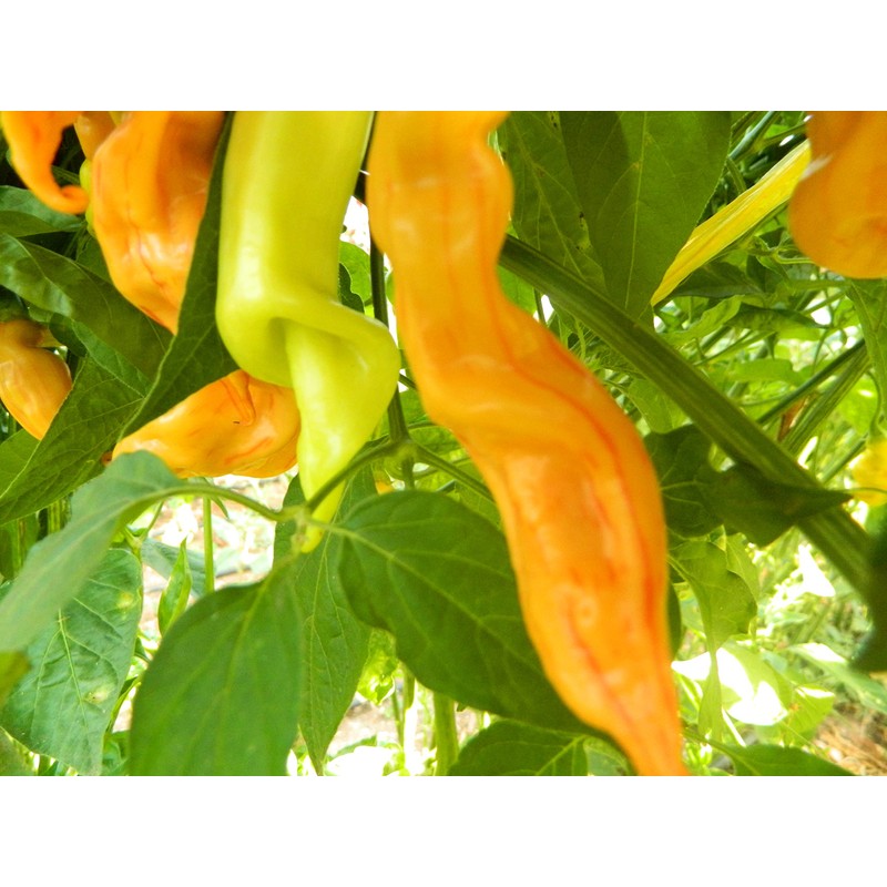 Sugar Rush Peach Stripey Chilli Seeds - Sugar Rush Peach
