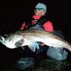 SHIMANO XL-213U 008 Chivas Lure, Sinking Pencil, Exsense, Trident, 130S,