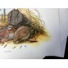 Don Balke BOBWHITE QUAIL (Masterpiece-1