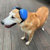 derYEP DHP03 - Orejeras para Perro para protección auditiva de