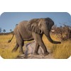Elephant Wildlife Rectangle Aluminium Fridge Magnet Fantastic Souvenir