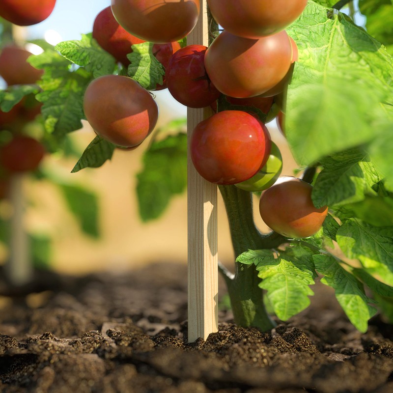 Greenes Fence 3 Ft. Wooden Garden and Sign Post Stakes