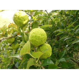 Tree 50 OSAGE ORANGE TREE SEEDS Bois D Arc Tree Fresh Seeds From Bois D Arc MO