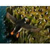 CALVENDO Puzzle Puffin in Flight on The Cliff | Size