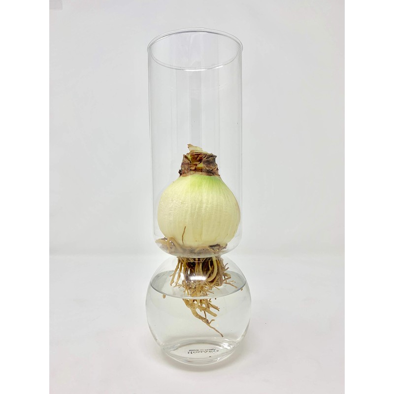 Chalily Flower Vase - Glass Bulb Vase, Tall | Great