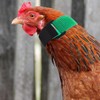POPETPOP 2pcs Rooster Collar, No Crow Adjustable Chicken Collar, Anti
