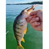 FISHN® GRUMPYcrab 12.5cm, 13.7gr, 2 pieces - Ultra realistic artificial
