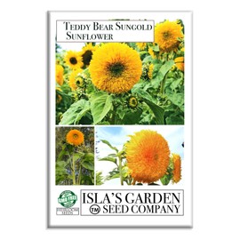 Tall Sungold Sunflower (Teddy Bear Tall) Seeds, 50+ Sunflower Seeds Per Packet, (Isla's Garden Seeds), Non GMO & Heirloom Seeds, Scientific Name: Helianthus annuus cv Asterales